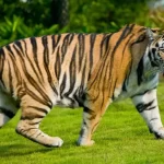 mơ thấy hổ đánh số đề gì